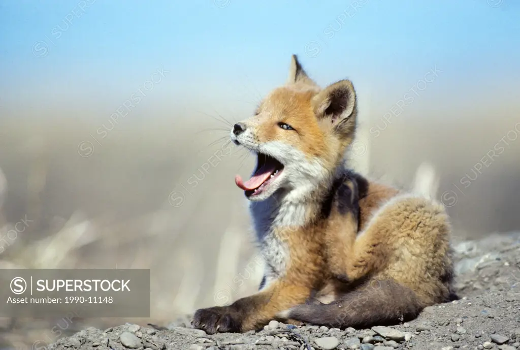 Red fox pup Vulpes vulpes scratching an itch near its den in the Yukon, Canada.