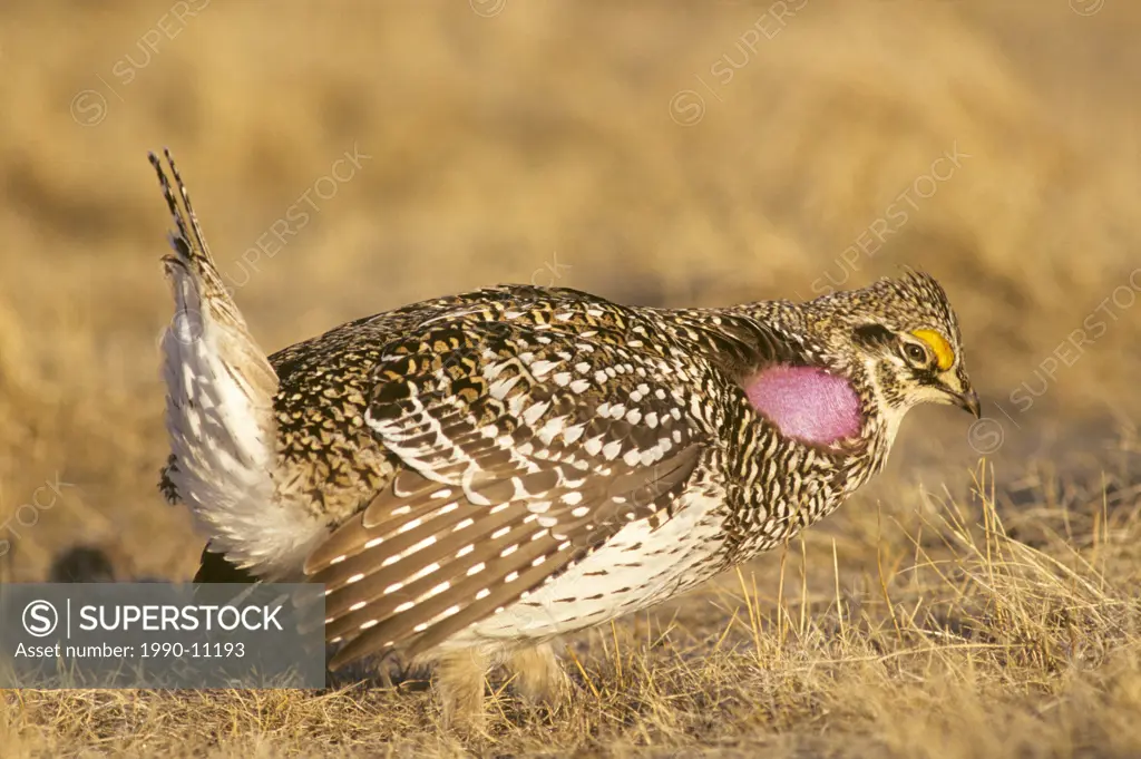 Adult male sharp_tailed grouse Tympanuchus phasianellus displaying on the spring communal strutting grounds, prairie Alberta, Canada
