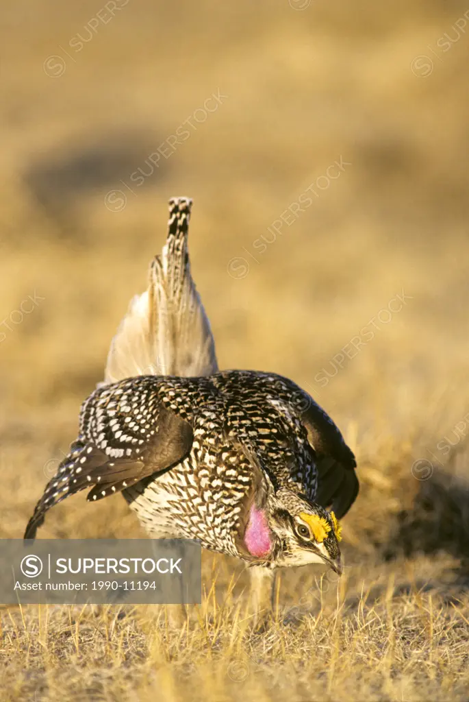 Adult male sharp_tailed grouse Tympanuchus phasianellus displaying on its spring communal strutting grounds, prairie Alberta, Cnada