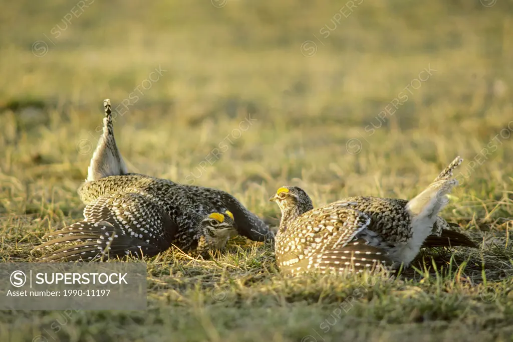 Rival adult male sharp_tailed grouseTympanuchus phasianellus contesting a territorrial boundary of their spring communal strutting grounds, prairie Al...