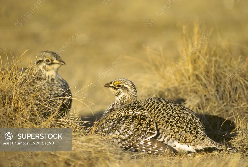 Rival adult male sharp_tailed grouse Tympanuchus phasianellus on the spring communal strutting grounds, prairie Alberta, Canada