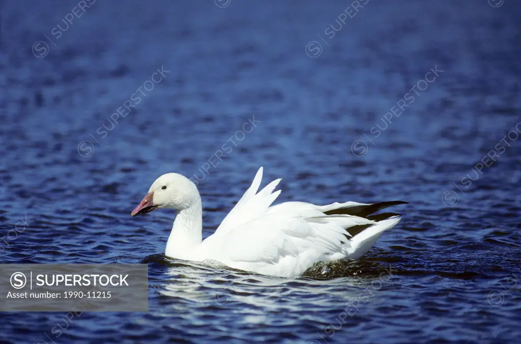 Adult snow goose Chen caerulescens swimming in meltwater pond near its arctic nest, northern Manitoba, Canada