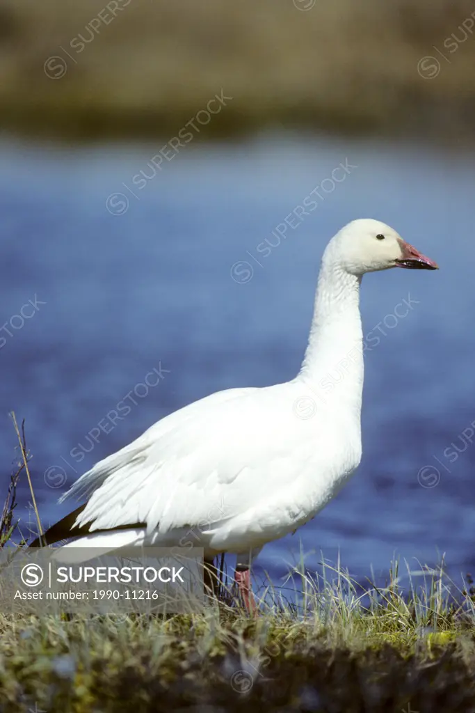 Adult male snow goose Chen caerulescens standing sentry near arctic nest, northern Manitoba, Canada