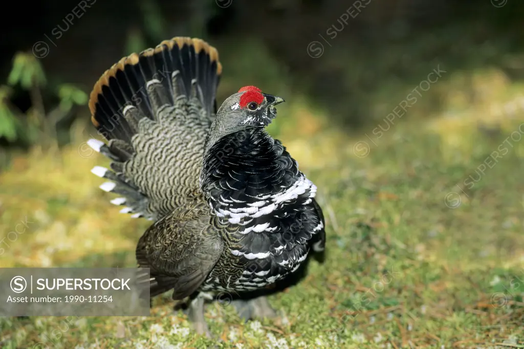 Adult male spruce grouse Falcipennis canadensis, displaying on its springtime strutting grounds, northern Saskatchewan, Canada