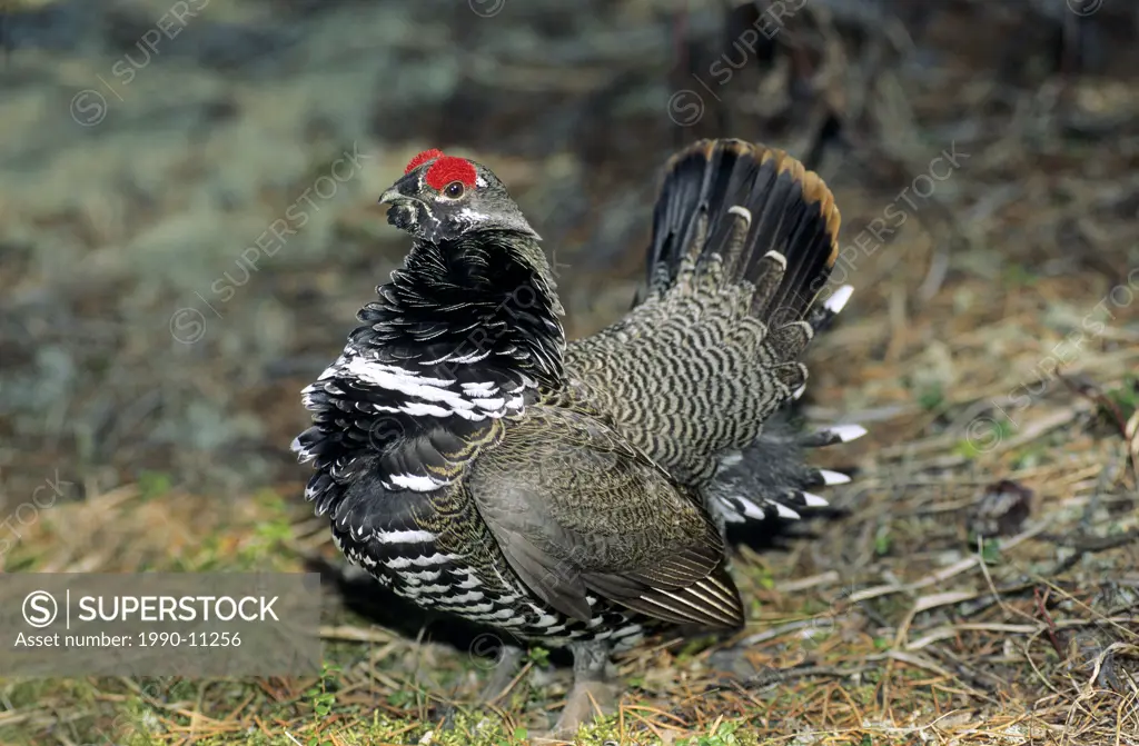 Adult male spruce grouse Falcipennis canadensis displaying on its spring territory, northern Saskatchewan, Canada