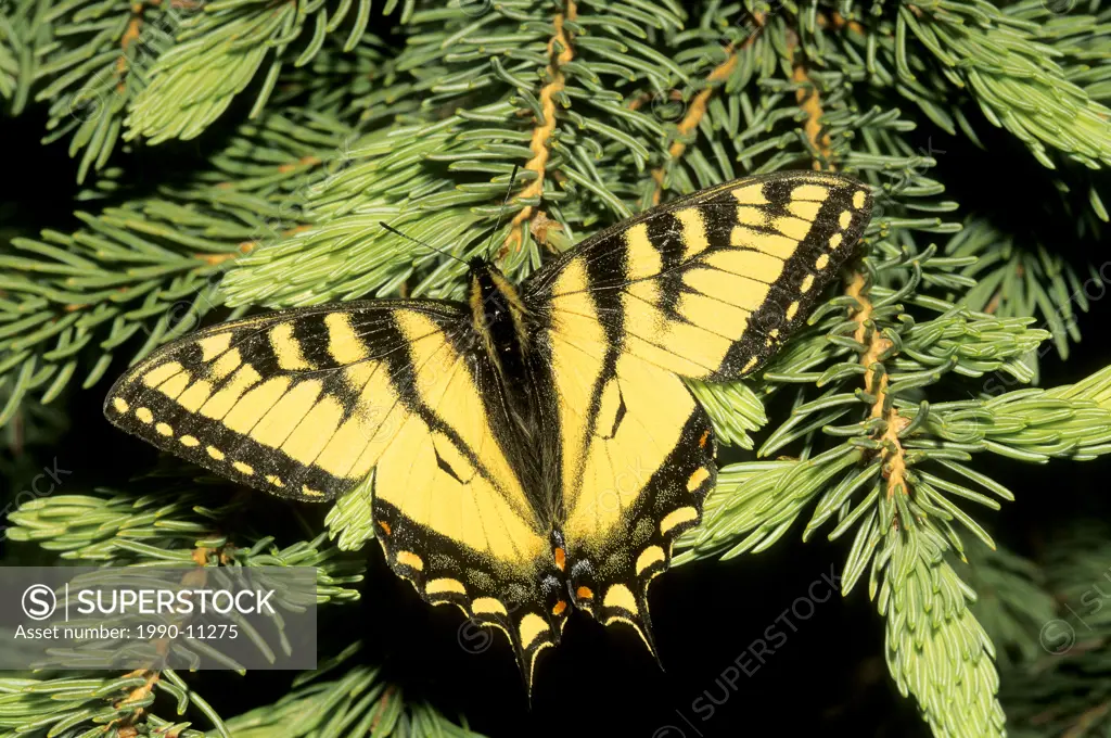 Canadian tiger swallowtail Papilio canadensis, boreal Alberta, Canada