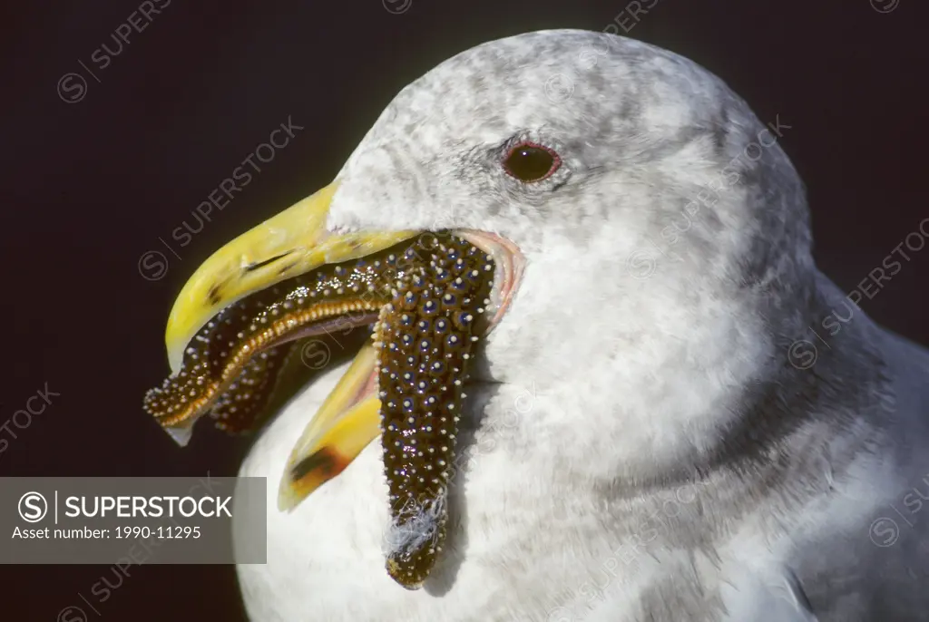 Subadult western gull Larus occidentalis swallowing a sea star, coastal British Columbia, Canada