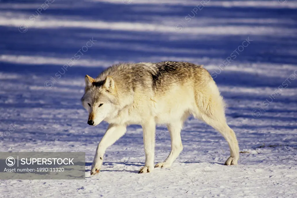 Adult wolf Canis lupus, British Columbia, Canada
