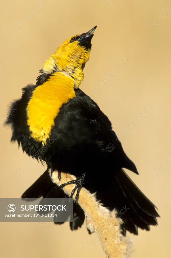 Spring courtship display of the male yellow_headed blackbird Xanthocephalus xanthocephalus, prairie Alberta, Canada