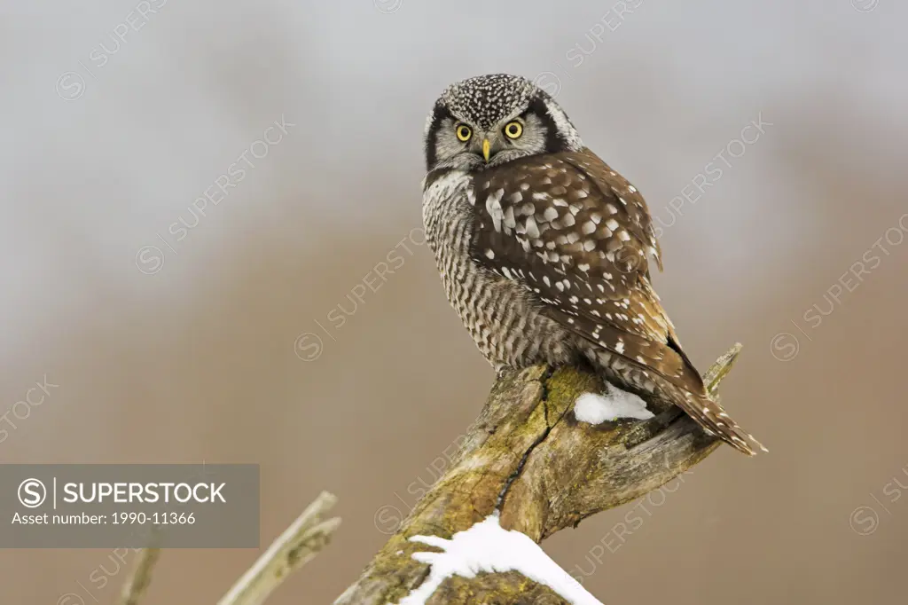 A Northern Hawk_Owl Surnia ulula perched on a tree stump in Stoney Creek, Ontario Canada.
