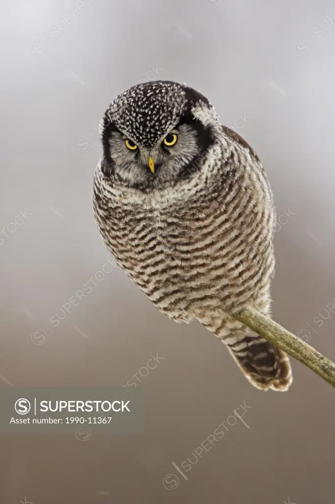 A Northern Hawk_Owl Surnia ulula perched on a branch during a snowstorm in Stoney Creek, Ontario Canada.