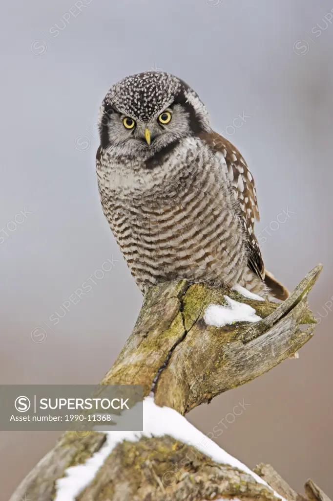 A Northern Hawk_Owl Surnia ulula perched on a stump in Stoney Creek, Ontario Canada.