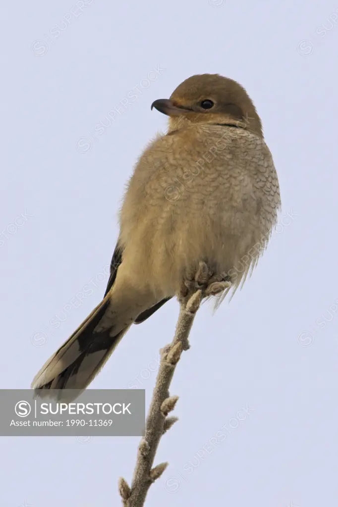 A juvenile Northern Shrike Lanius excubitor perched on a branch in Nanaimo, British Columbia Canada.