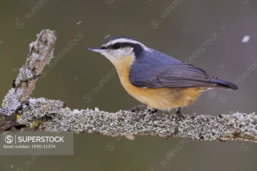 A Red_breasted Nuthatch Sitta canadensis perched on a branch in a snowstorm in Etobicoke, Ontario Canada.