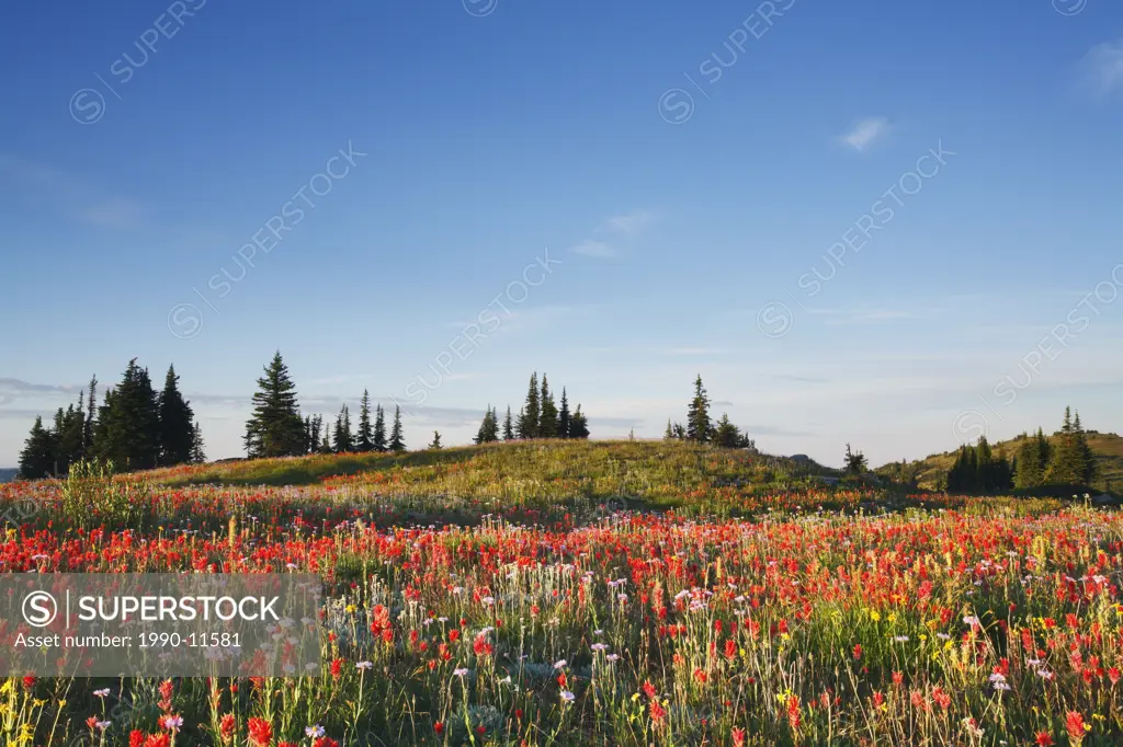 Wildflower alpine meadows in Pukeashun Provincial Park, Shuswap Highlands, Interior British Columbia, Canada