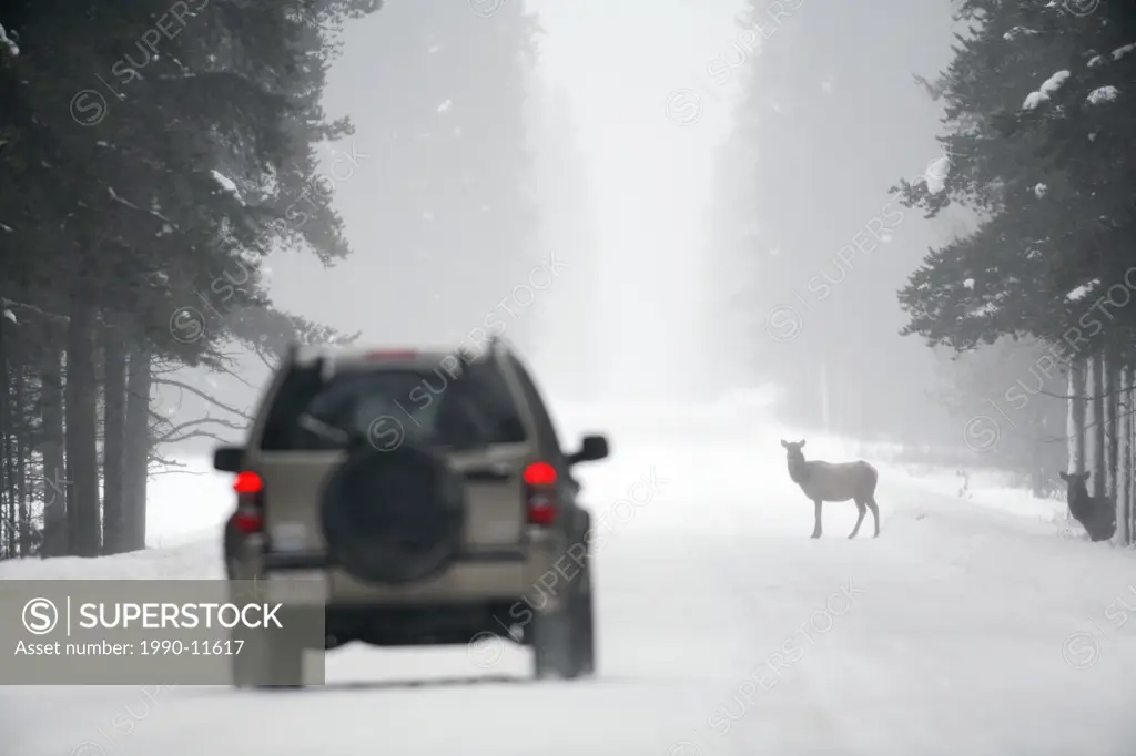 Tourists encountering cow elk as they drive their SUV down the Bow Valley Parkway in Banff National Park in winter weather, Alberta, Canada.