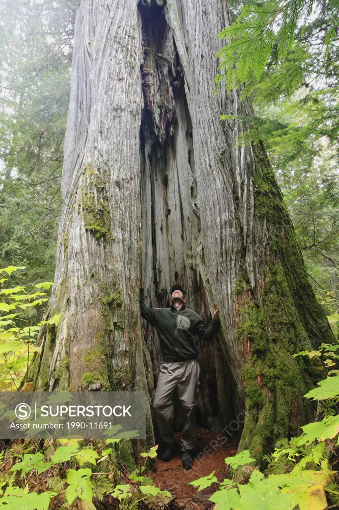 The rotted out cavity of a living gigantic old growth interior red cedar tree is large enough to easily house a grown man. Near Staubert Lake in the A...