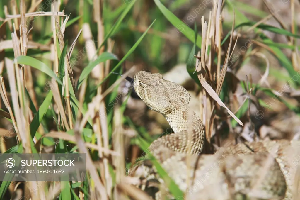 Prairie rattlesnake, Alberta, Canada.