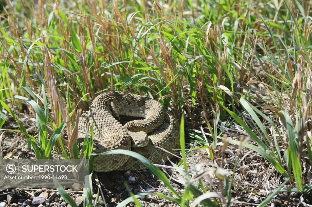 Prairie rattlesnake, mixed shortgrass prairie ecosystem, Canadian Prairies, Alberta, Canada.
