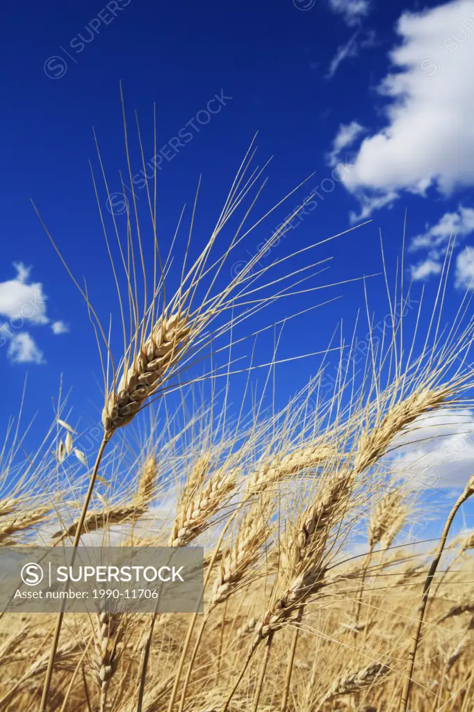 Saskatchewan wheat