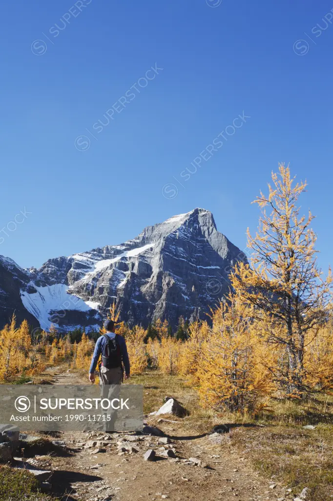 Man hiking in Saddleback Pass through larch trees in fall colours, Banff National Park, Alberta, Canada