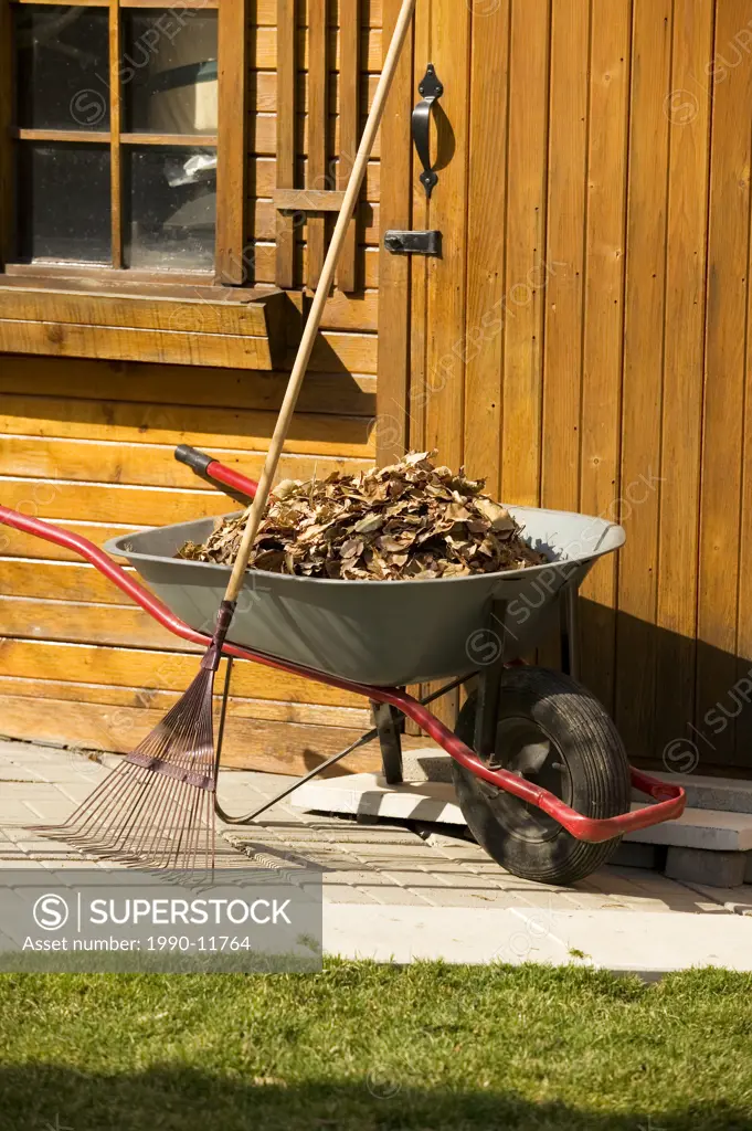 wheel barrow full of dried autumn leaves rake wooden shed caban with lawn grass showing, Markham, Ontario, Canada