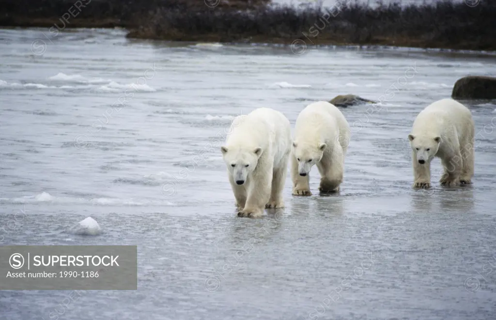 Polar bear family, Manitoba, Canada