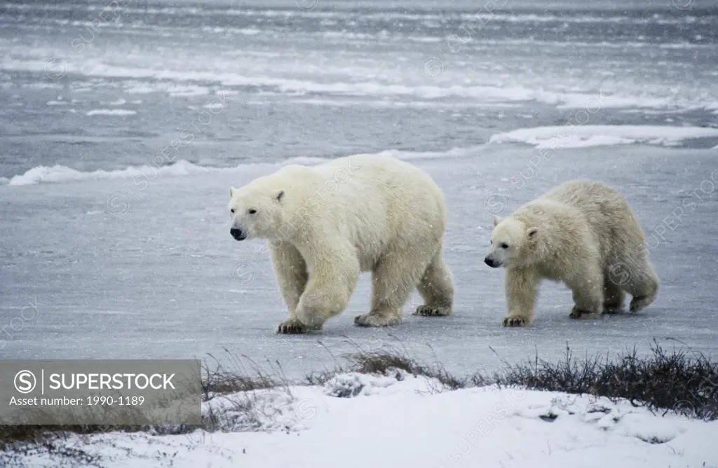 Polar bear mother and cub in a snowstorm, Churchill, Manitoba, Canada