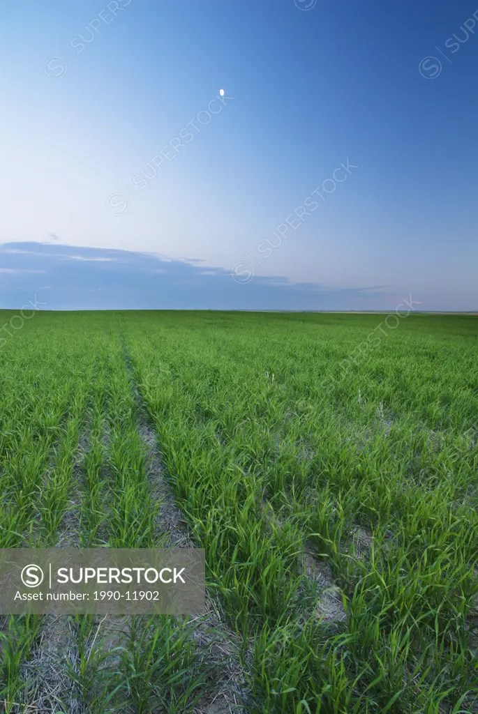 Crop field at dusk, southern Saskatchewan, Canada