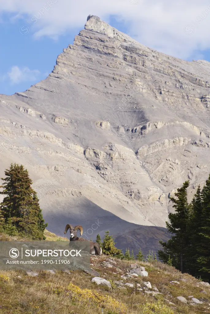 Bighorn Sheep Ram, Wilcox Pass, Banff National Park, Alberta, Canada