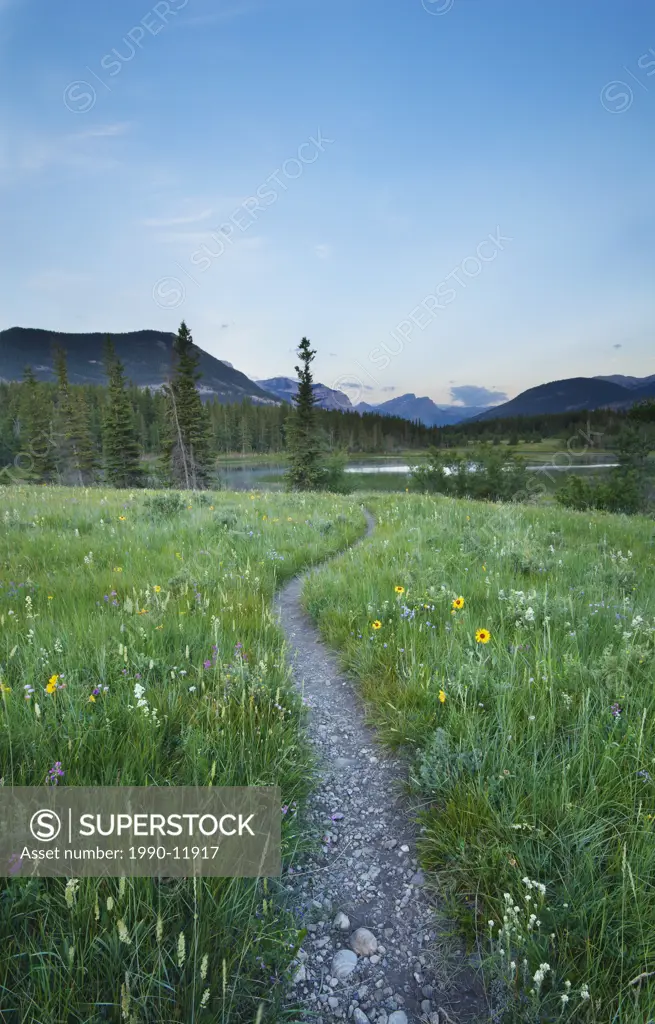 Wildflower meadow, Middle Lake, Bow Valley Provincial Park, Kananaskis Country, Alberta, Canada