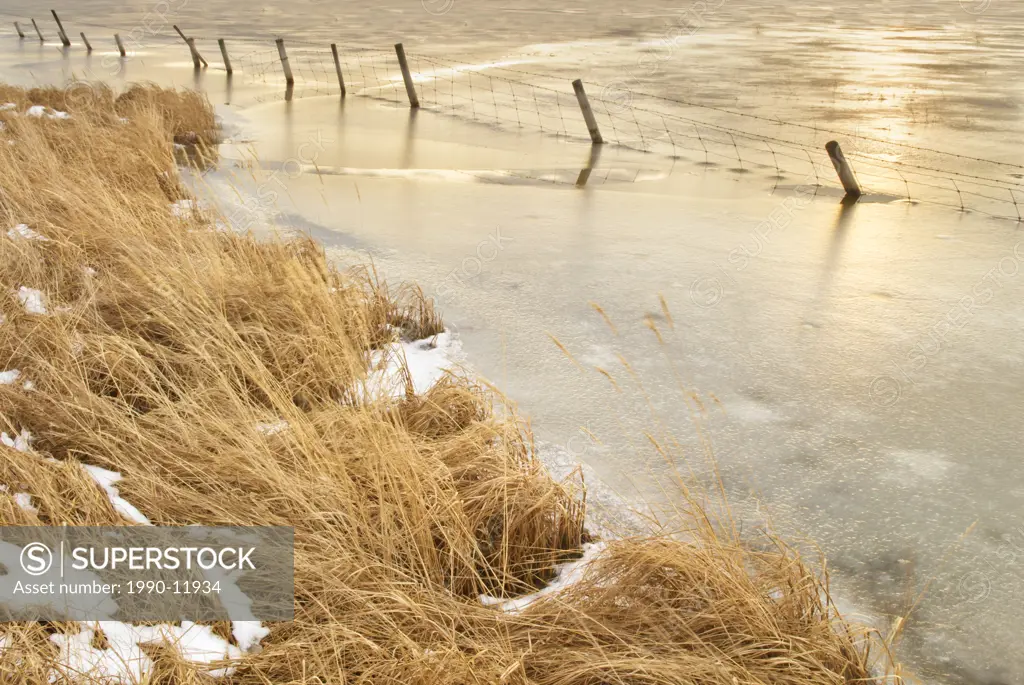 Frozen slough, near Cochrane, Alberta, Canada