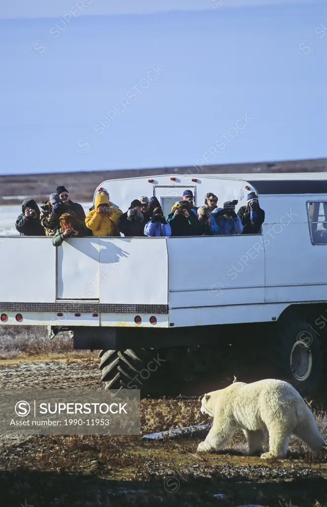Tourists watching a polar bear from a tundra buggy in Churchill, Manitoba, Canada
