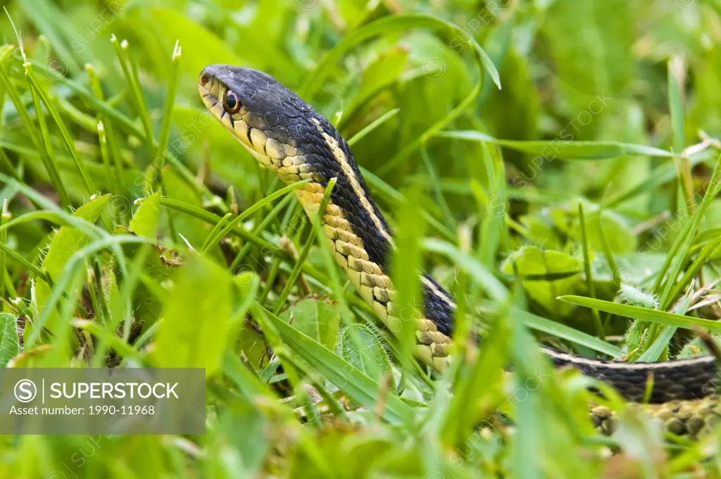 Eastern garter snake Thamnophis sirtalis in lawn grass. Lively, Ontario, Canada.