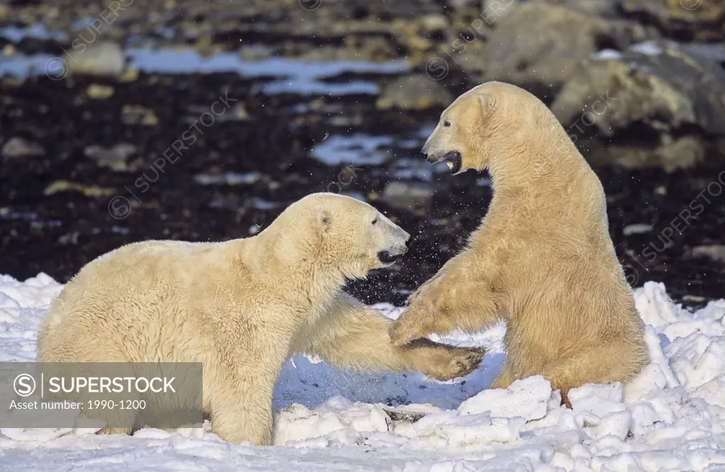 Polar bears playfighting and wrestling, Churchill, Manitoba, Canada