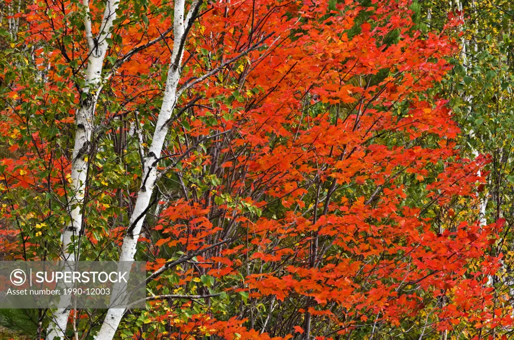 Red maple and white birch tree trunks. Sudbury, Ontario, Canada.