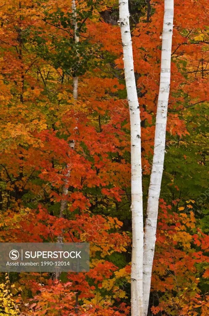 Red maples and birch tree trunks. near Elliot Lake, Ontario, Canada.