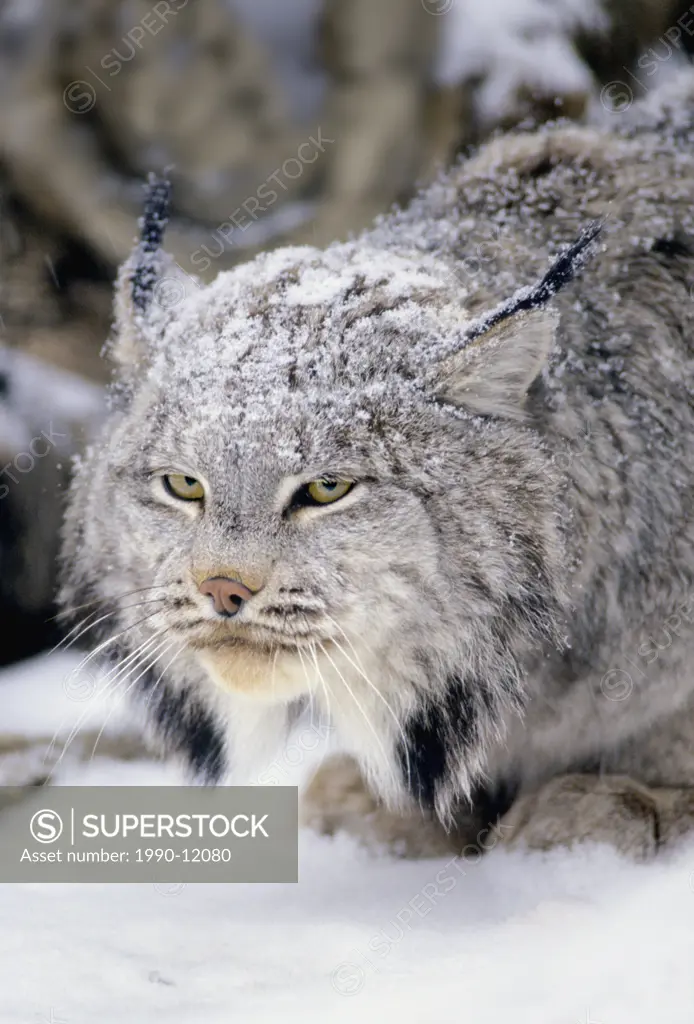 Lynx portrait in snow Felis lynx