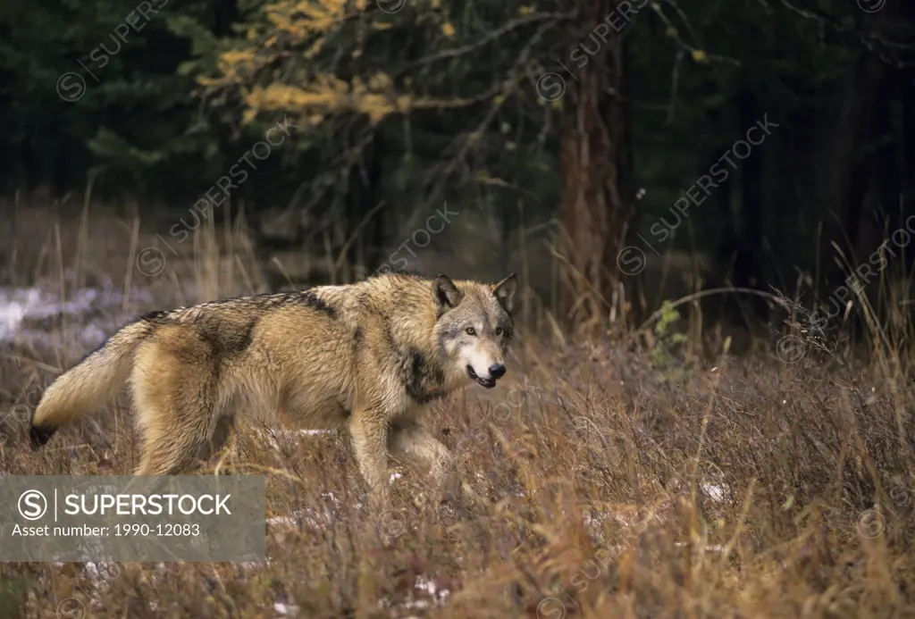 Wolf Canis lupus Alberta, Canada.
