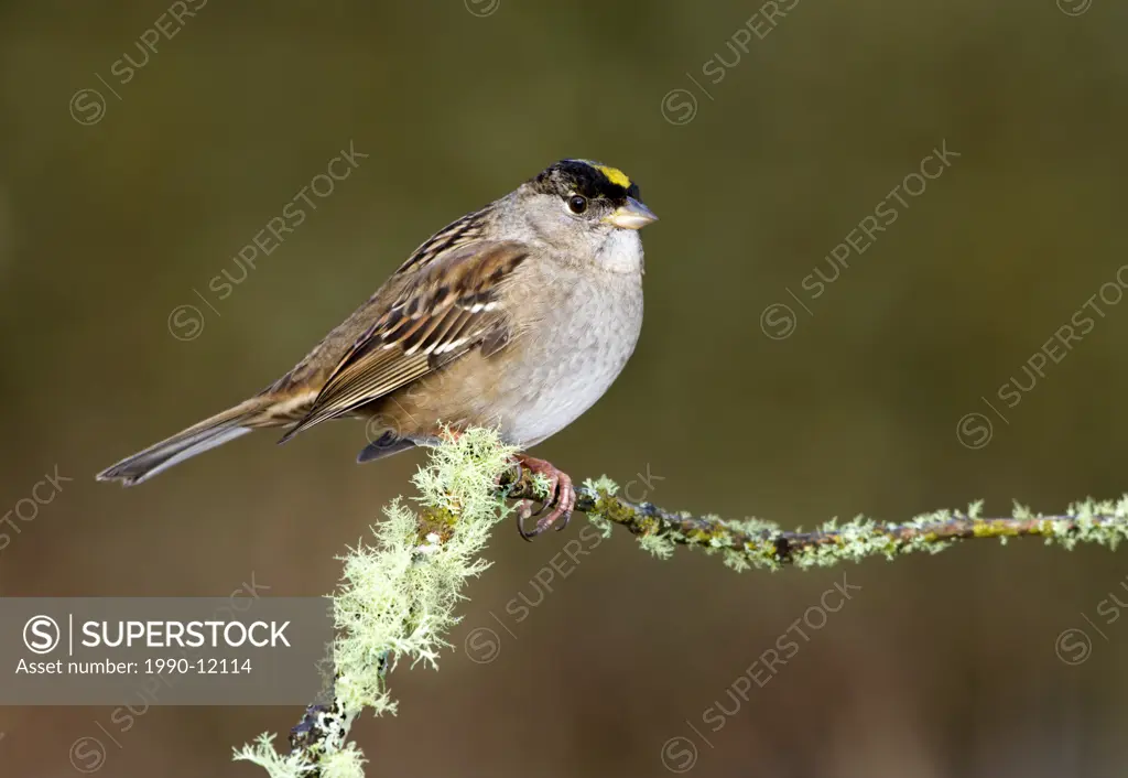 Golden_crowned Sparrow, Victoria, Vancouver Island, British Columbia, Canada.