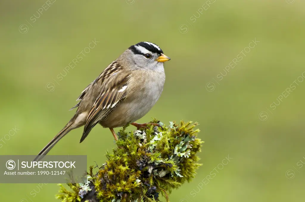 White_crowned Sparrow, Victoria, Vancouver Island, British Columbia, Canada.