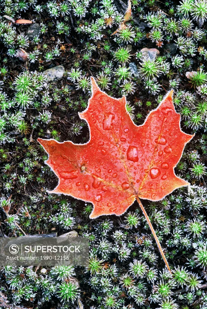 Frost on autumn sugar maple leaf and haircap moss, Muskoka, Ontario, Canada.