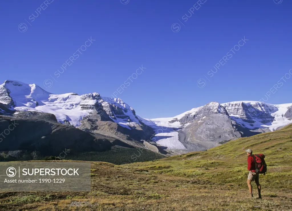 Hiker in Wilcox Pass overlooking the Columbia Icefields and Mount Athabasca, Jasper National Park, Alberta, Canada