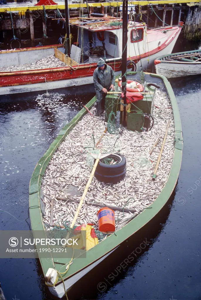 fishing boat full of capelin, Cape Broyle, Newfoundland, Canada