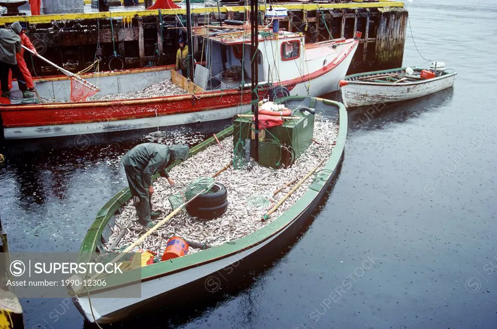 Boat loaded with, capelin, Cape Broyle, Newfoundland, Canada Commercial Fishery