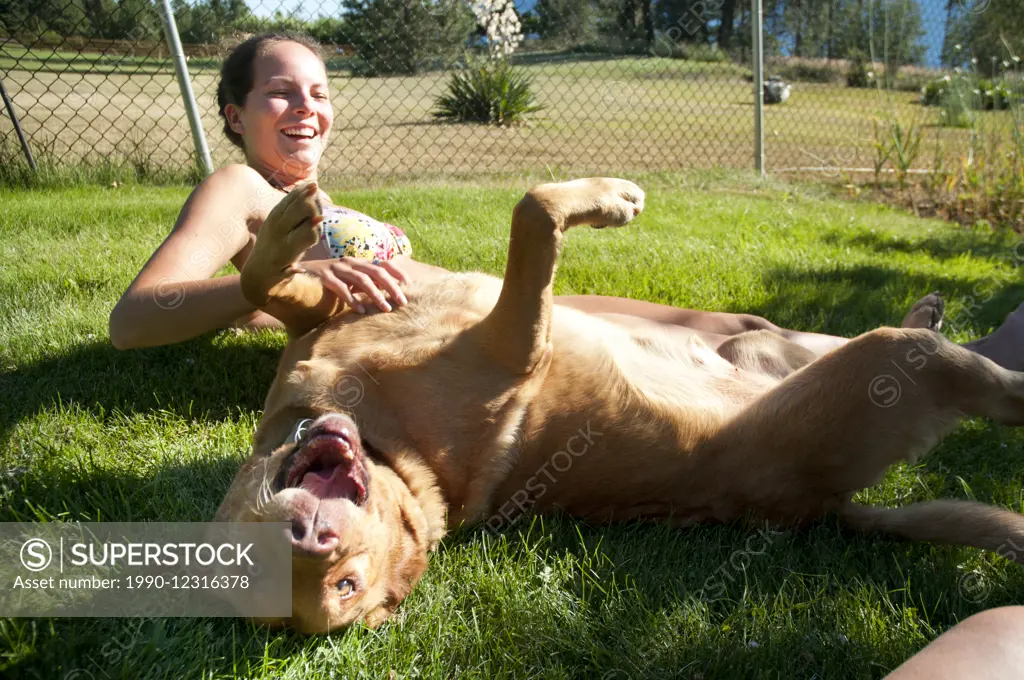 Prince the golden Lab dog rolls happily on his back on summer day in the Okanagan.