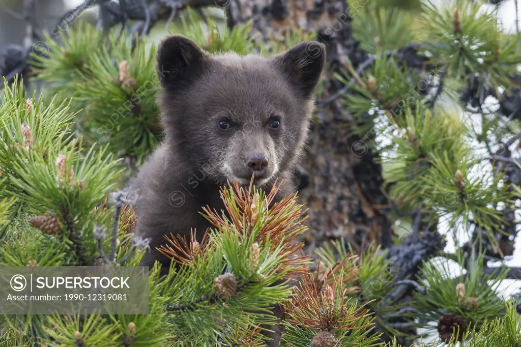 Black bear, Canadian Rockies