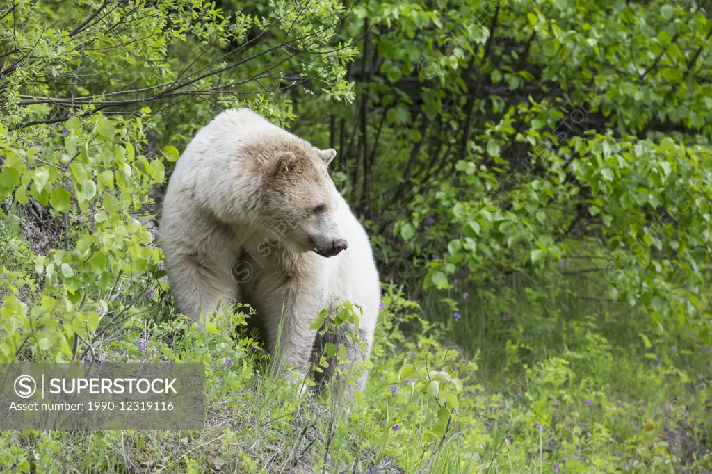Kermode bear, British Columbia, Canada
