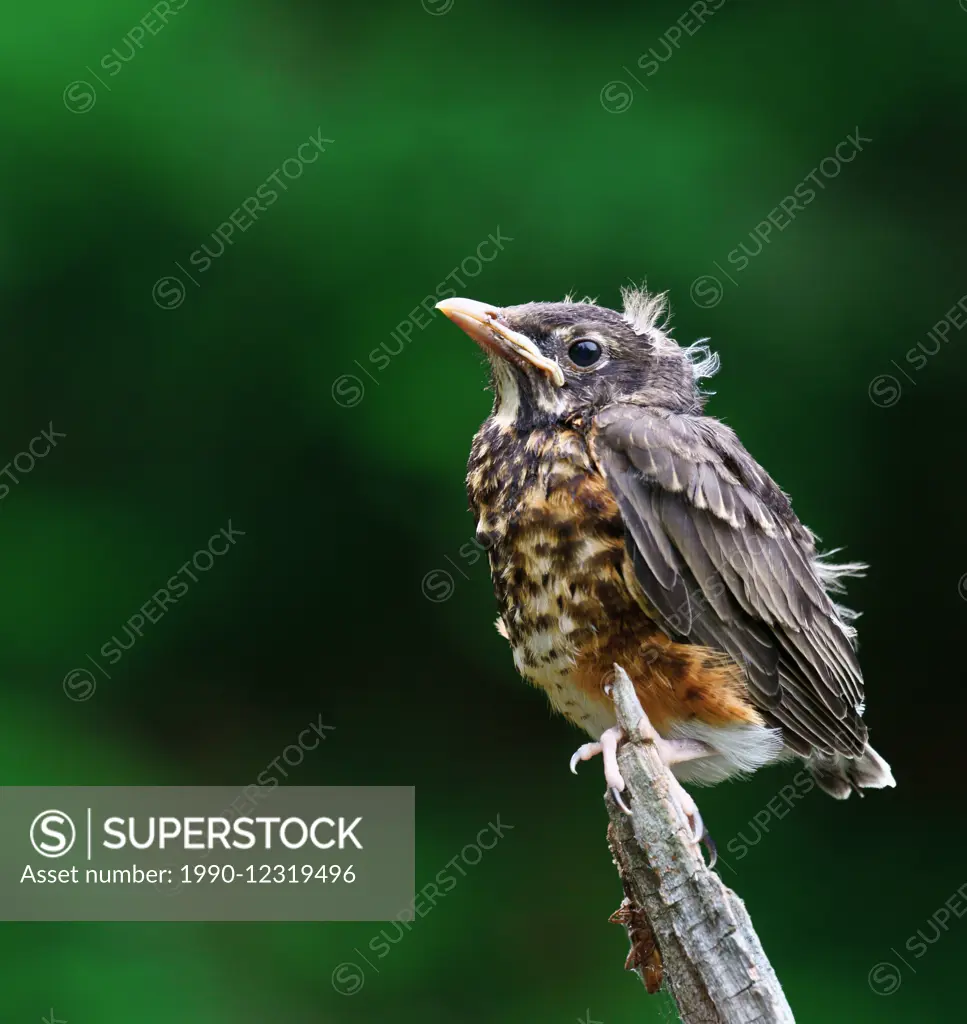 Fledgling American robin (Turdus migratorius), also known as the robin, is a migratory songbird of the thrush family, perched on stick, Ontario, Canad...