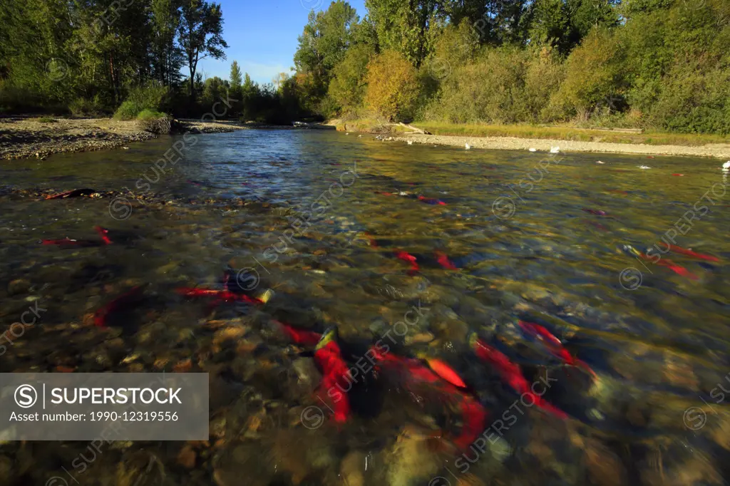 Sockeye salmon in the Adams River, BC, Canada